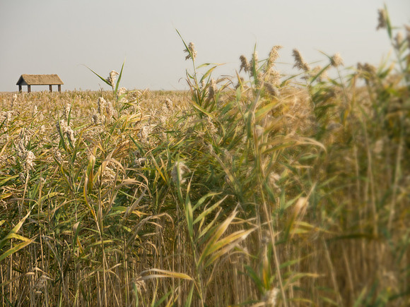 Dongtan Wetlands, Chongming Island