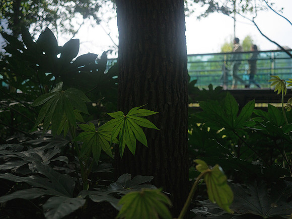 Emerging Green, Xujahui Park